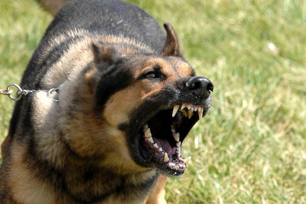 Do Dogs Deter Criminals? | Active Response Training